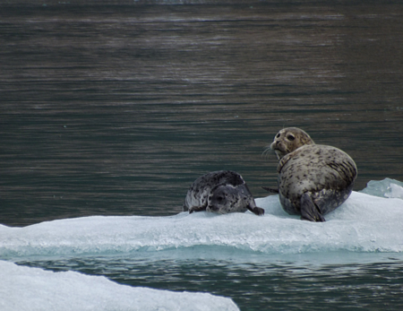mom and pup seals on iceberg, Alaska