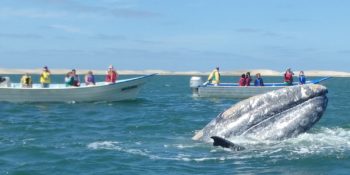 baja whale watching cruise