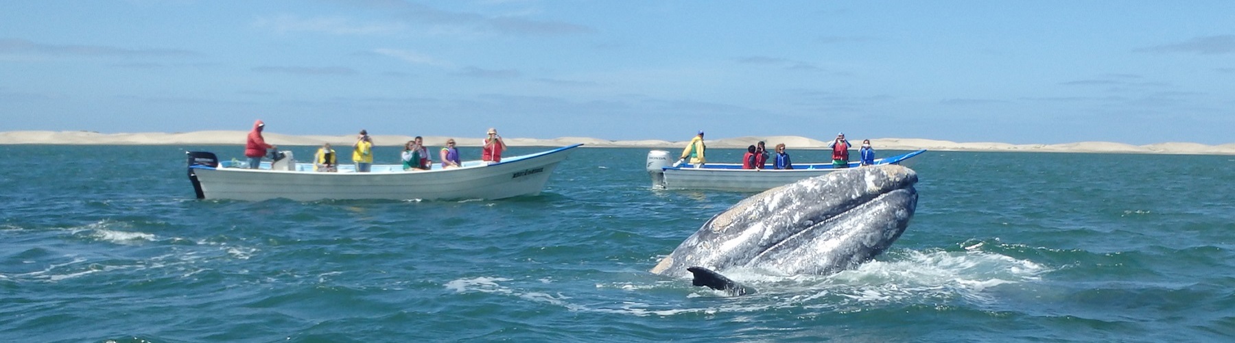 baja whale watching cruise