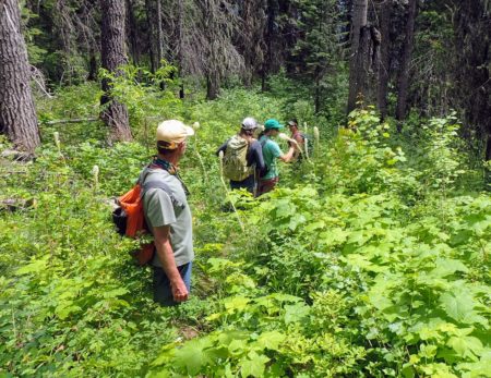 Hiking through Bear Grass to Shissler Peak on a rafting trip layover day