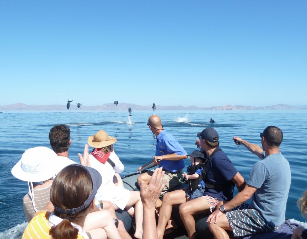 dolphins-and-skiff