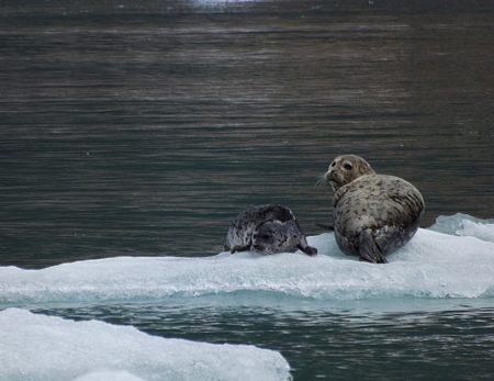 seals-glacier-bay-alaska