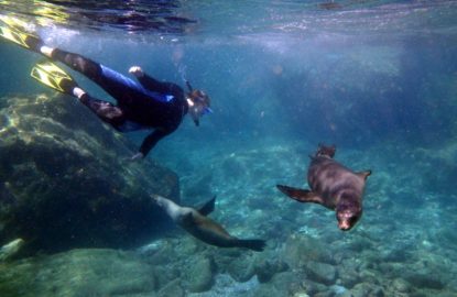 snorkeling with sea lions