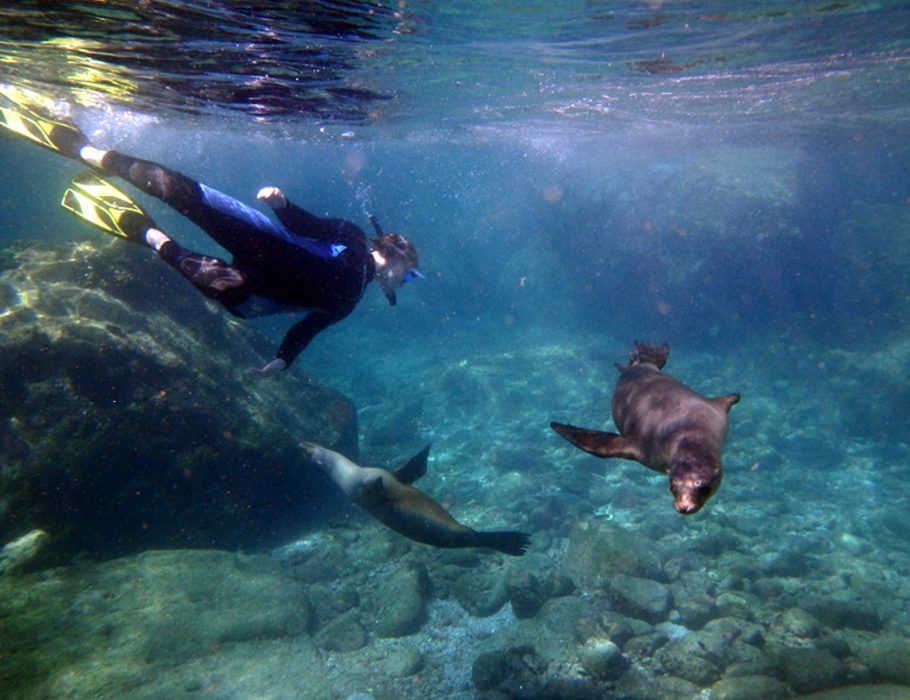 snorkeling with sea lions