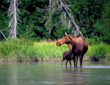 moose-on-tatshenshini-river-alaska