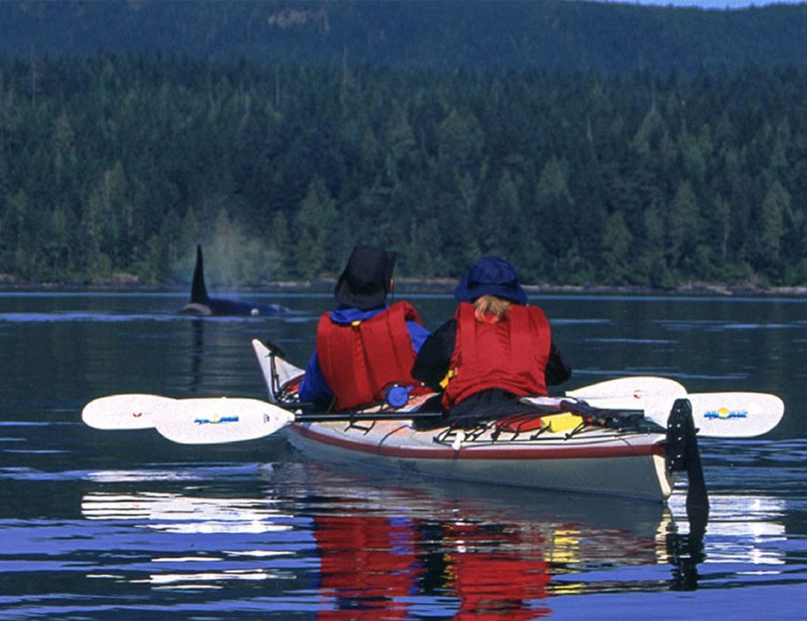 sea kayakers watching Orca Whale