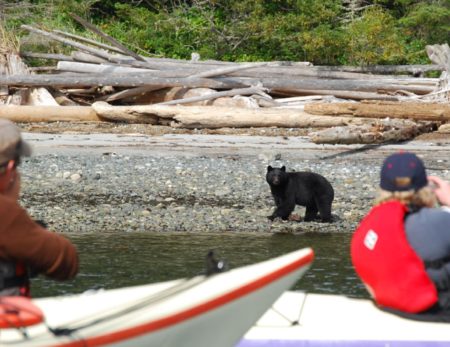 sea kayakers photographing black bear in british columbia