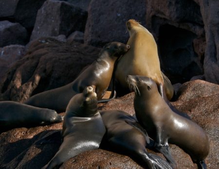 sea-lions-baja