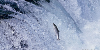 Salmon spawning in Snake river