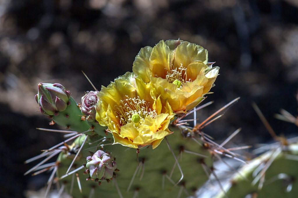 Prickly Pear in Upper Sonoran Biotic Zone