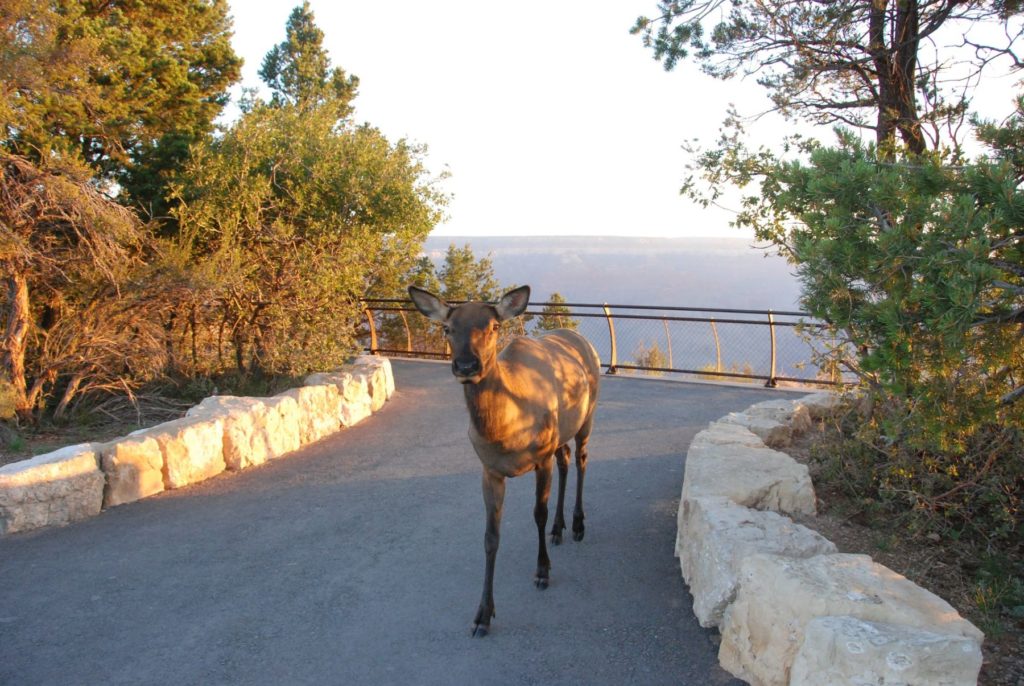 mule deer in Grand Canyon Biotic Zone - transition