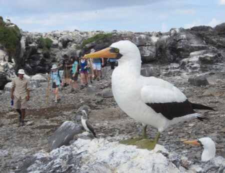 bird with hikers in the background