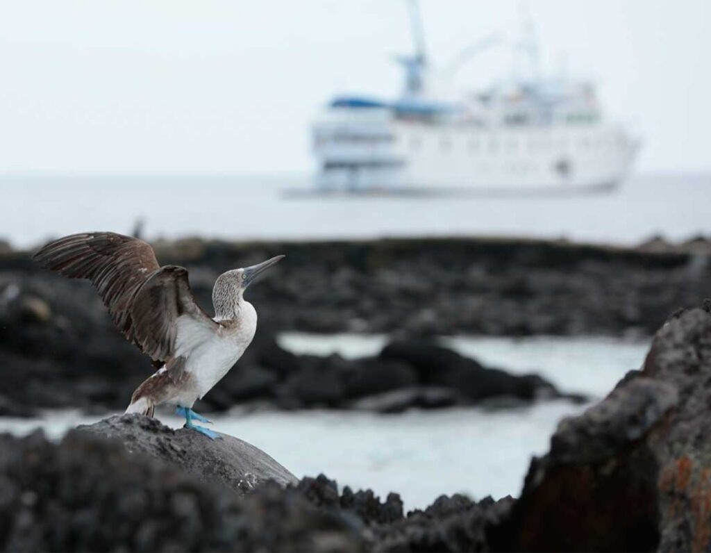 blue footed boobie with small ship in the background