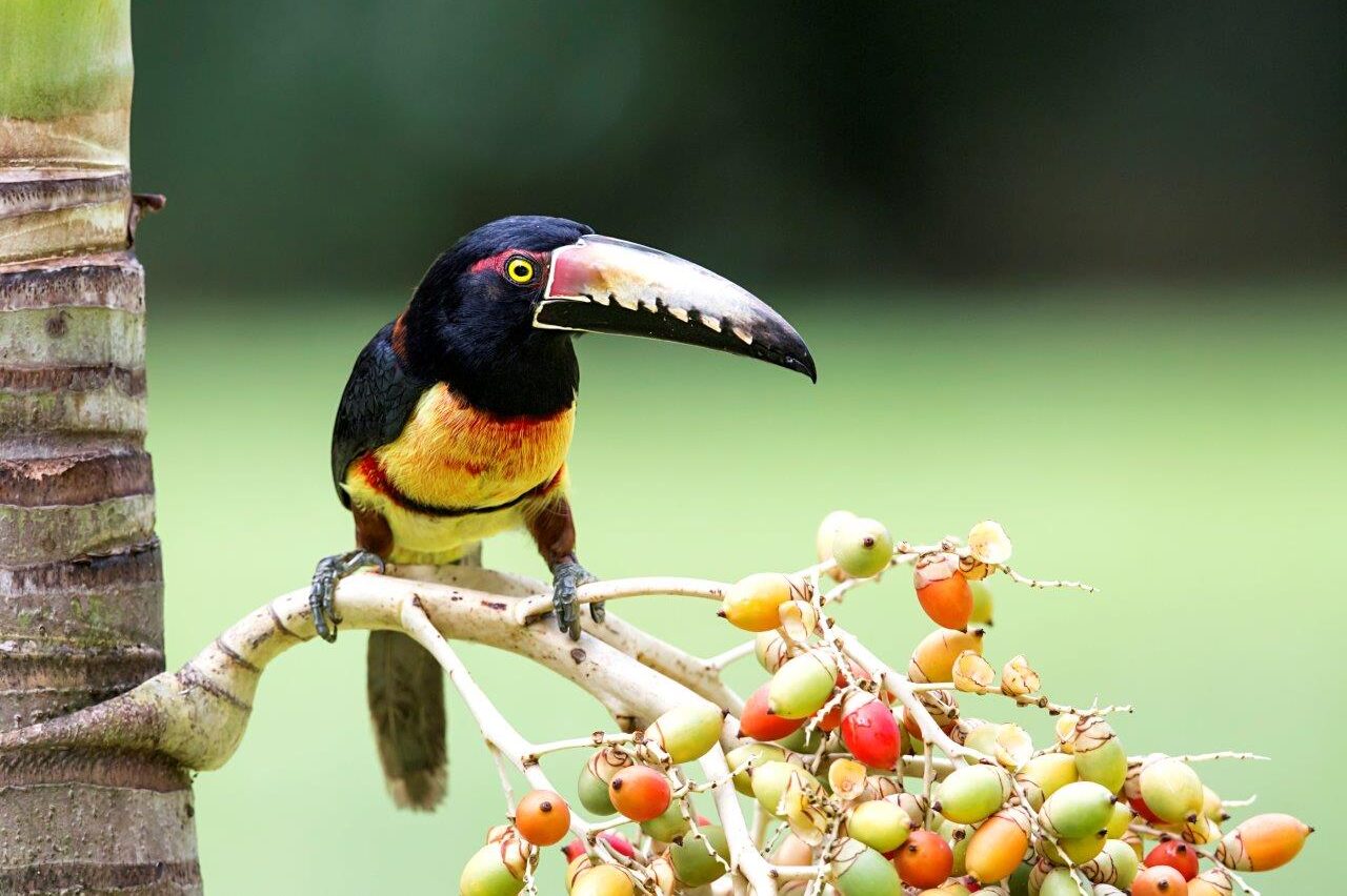 Aracari bird in Bocawina National Park