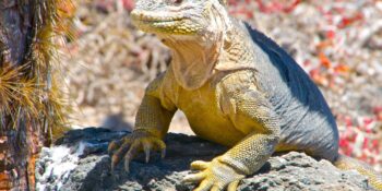 galapagos iguana posing