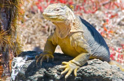 galapagos iguana posing