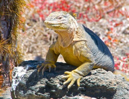 galapagos iguana posing