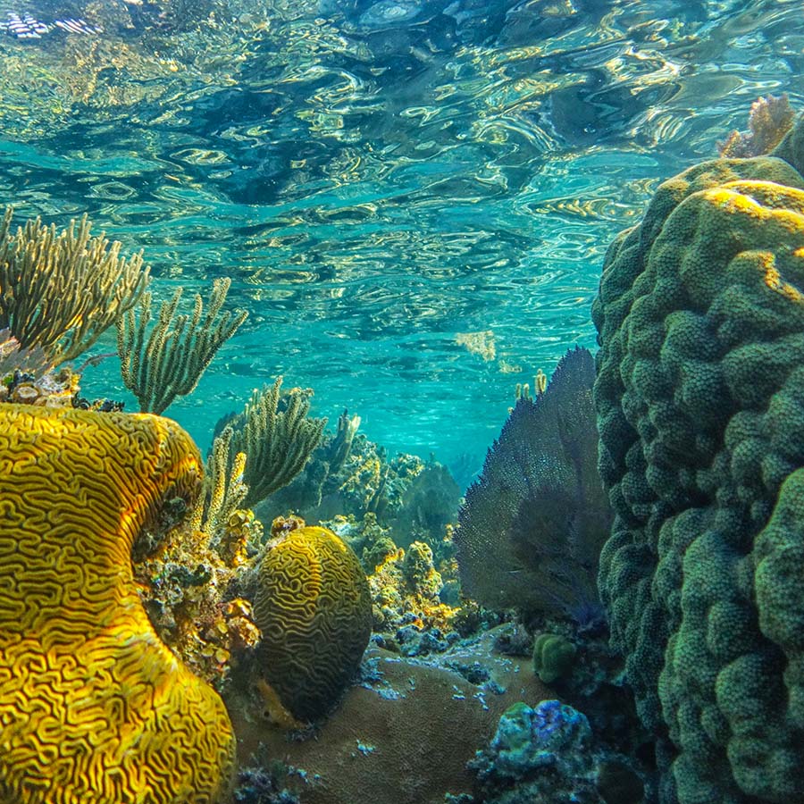 vibrant coral reef in Belize