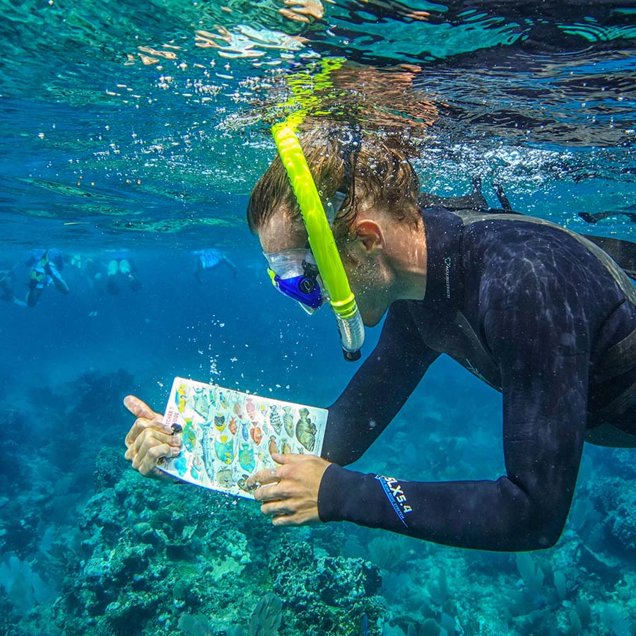 snorkeler identifying tropic fish 