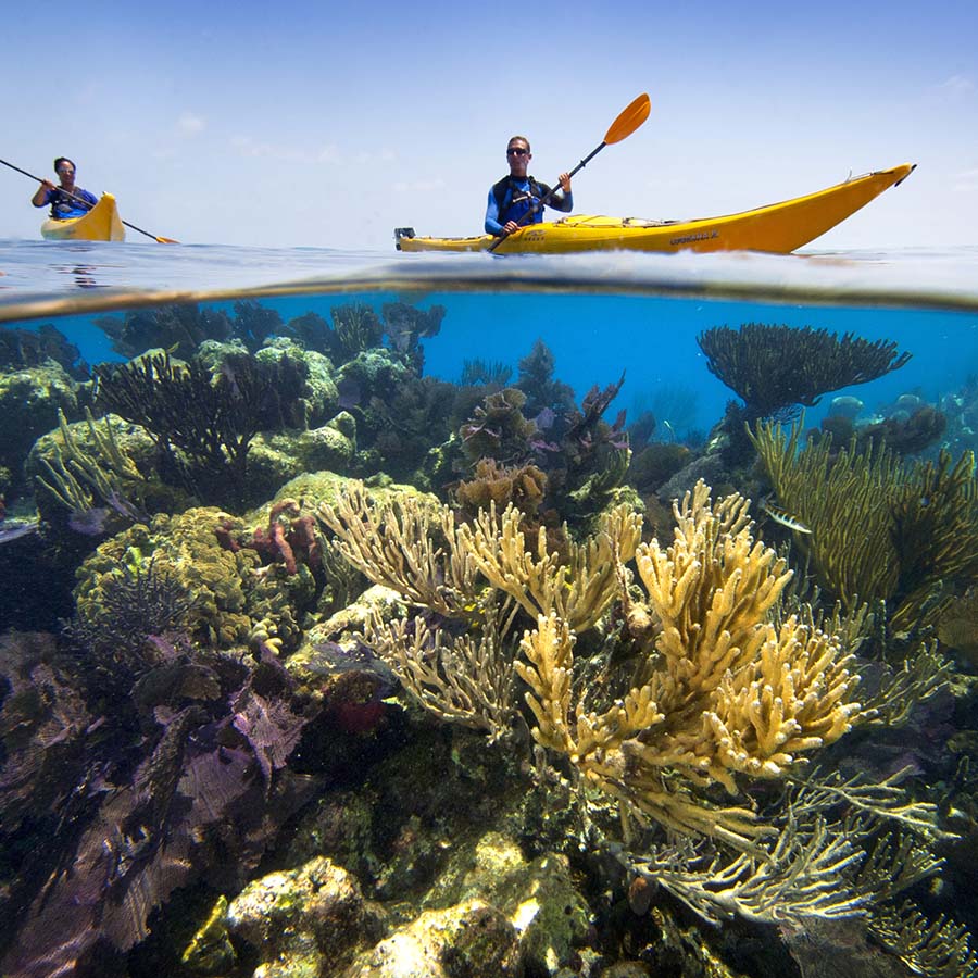 sea kayakers paddling over coral reef