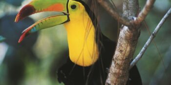 toucan in rainforest
