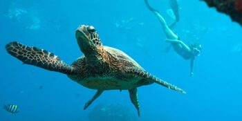 snorkeler behind sea turtle