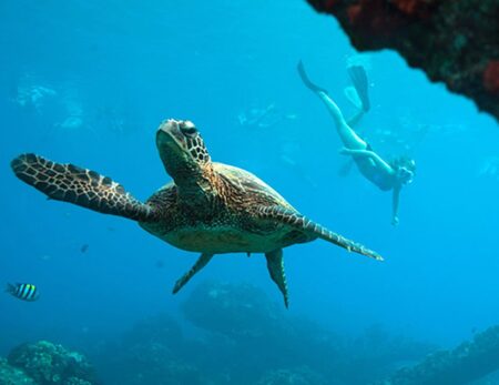 snorkeler behind sea turtle