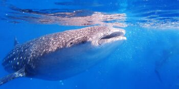 swimming with whale shark Sea of Cortez
