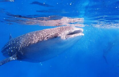 swimming with whale shark Sea of Cortez