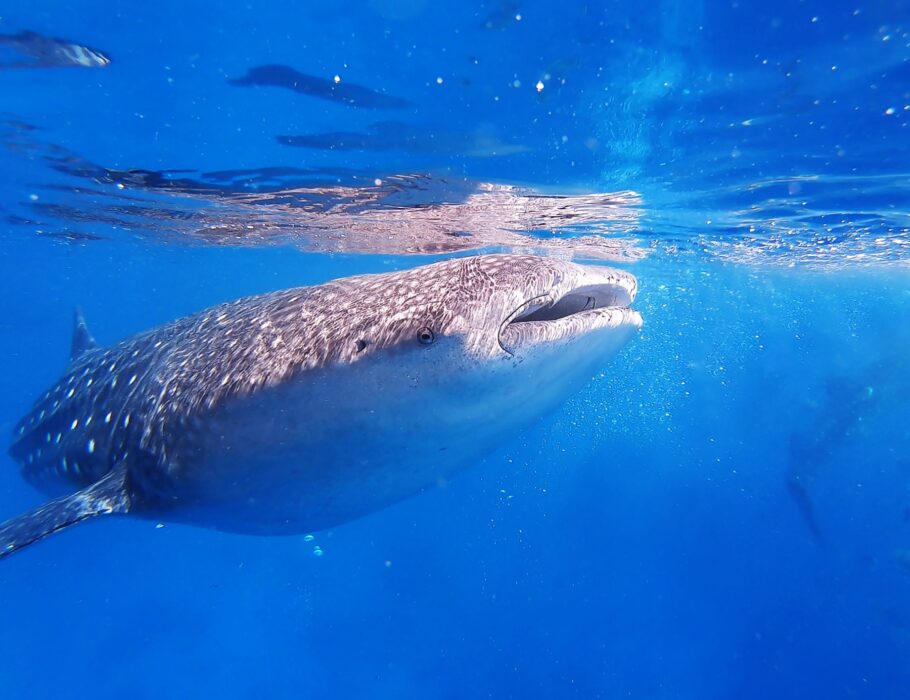 swimming with whale shark Sea of Cortez