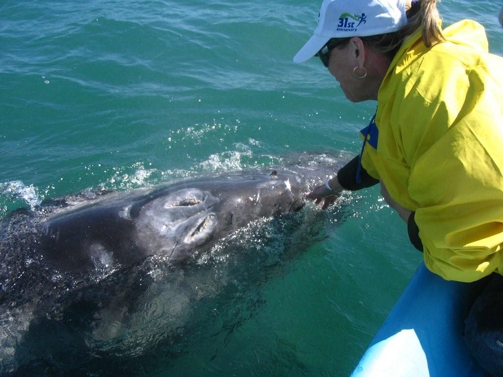 women touching the nose of a grey whale
