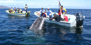 whale watching tour in skiff, Baja Mexico