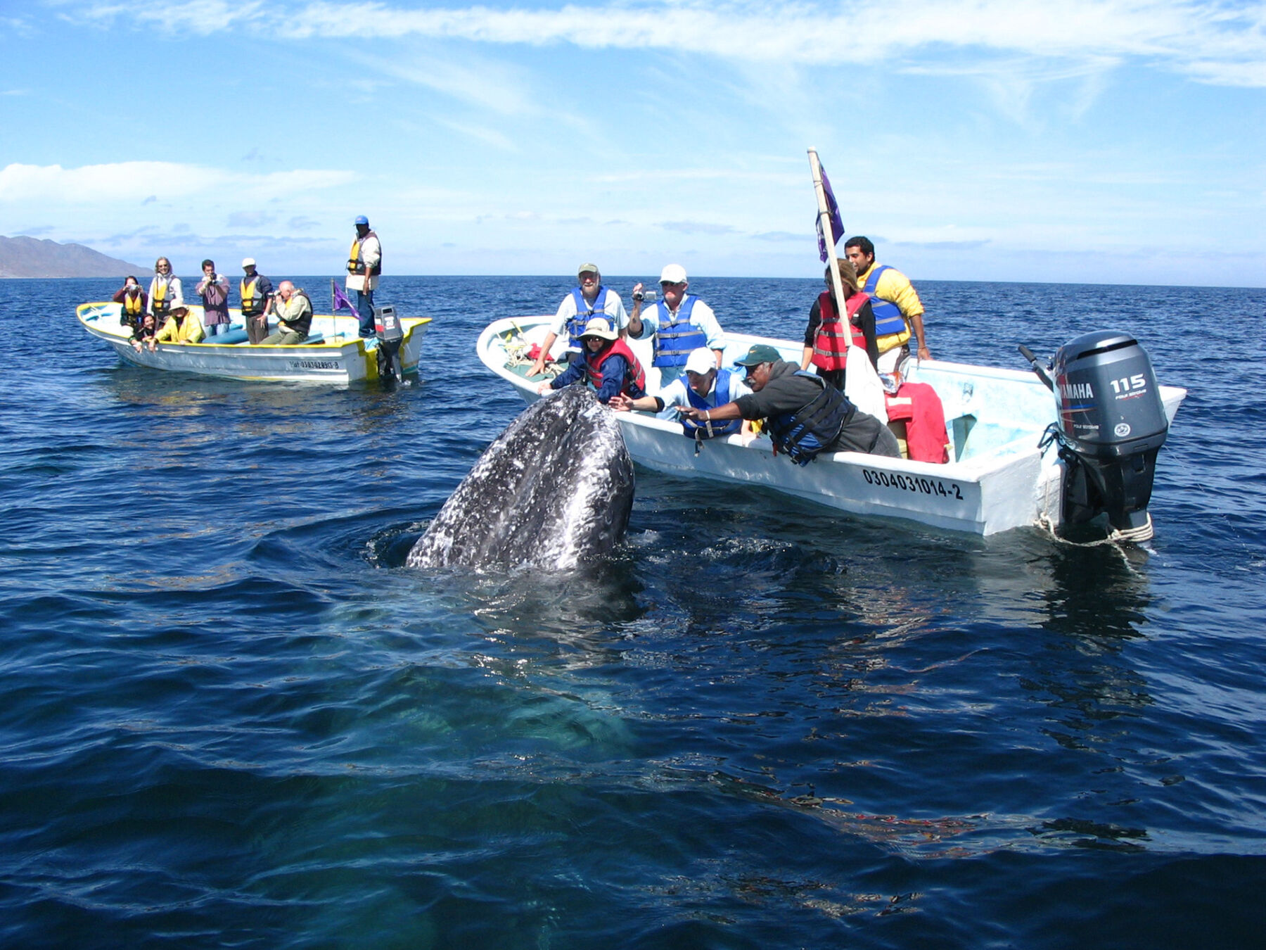 whale watching tour in skiff, Baja Mexico