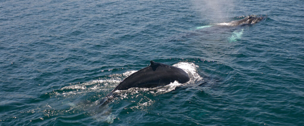 whales swimming in the Gulf of California