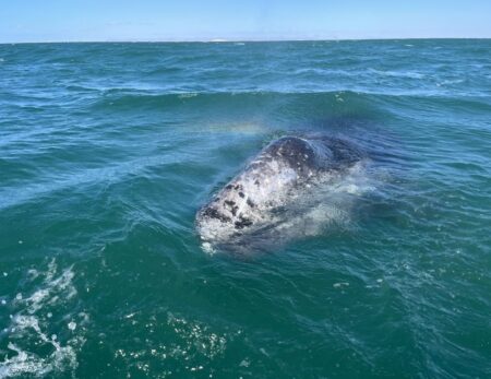 Gray Whale getting a breath