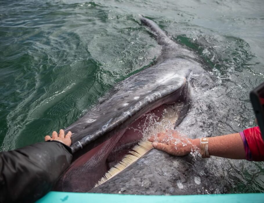 two people petting a Gray whale with its mouth open