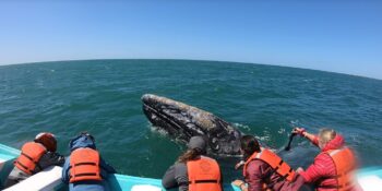 people Gray watching whale in Baja
