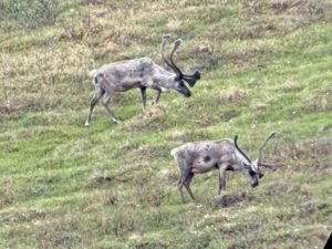 two caribou feeding on the Tundra of Caribou Pass