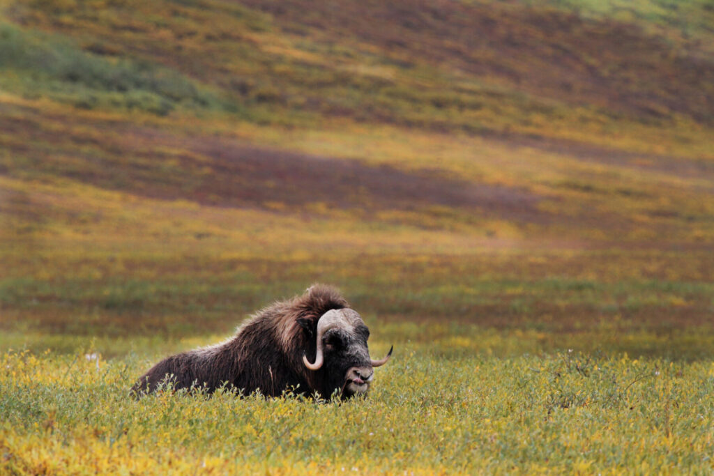 muskox resting in ANWR