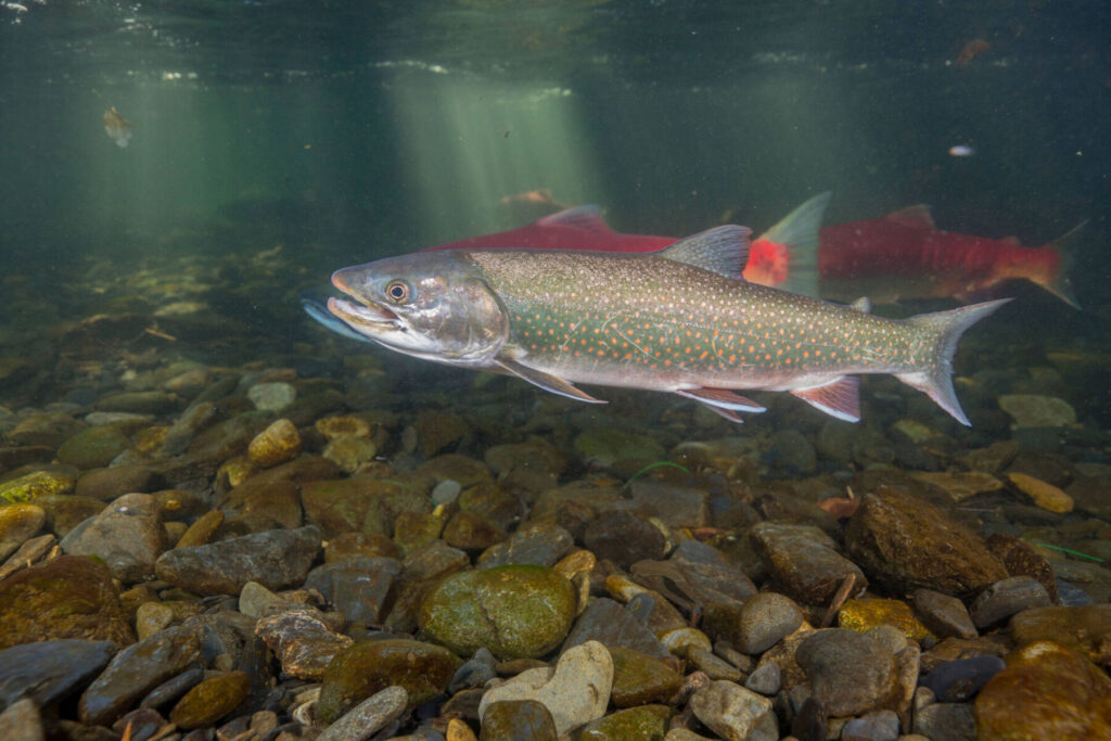 Dolly Varden