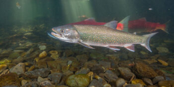 Dolly Varden